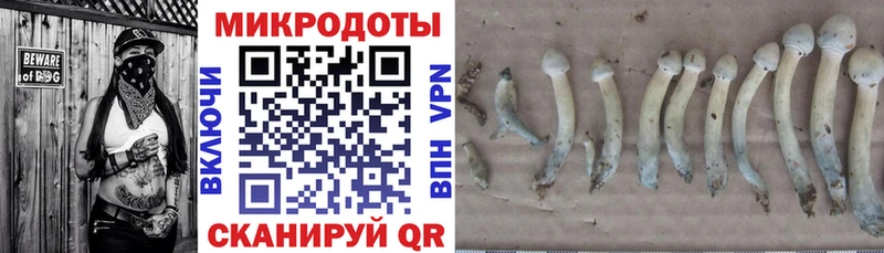 blacksprut онион  Волжский  Псилоцибиновые грибы Psilocybe 